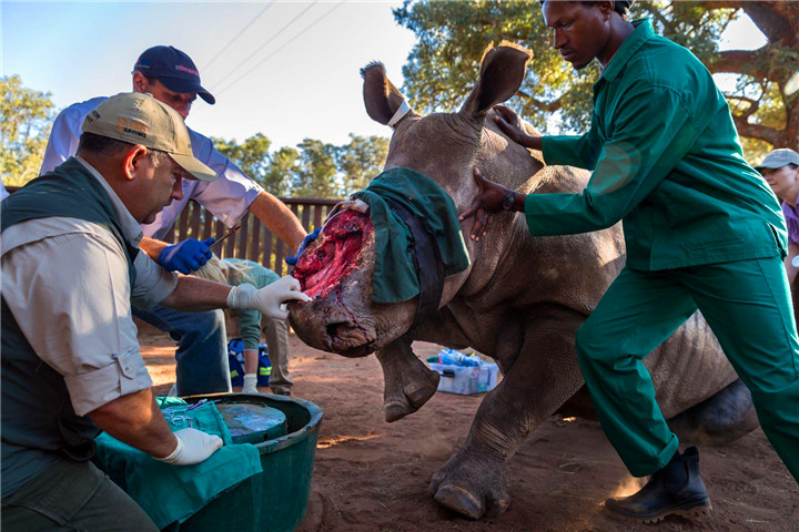 爱游戏-关于棒球夜战：南城飞鹰队绝杀齐鲁犀牛队，速度优势明显年轻人站出来了的信息